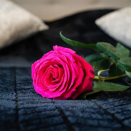 Modern Elegance 프라하